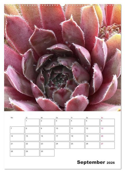 Produktbild: Ich liebe Sempervivum (hochwertiger Premium Wandkalender 2026 DIN A2 hoch), Kunstdruck in Hochglanz