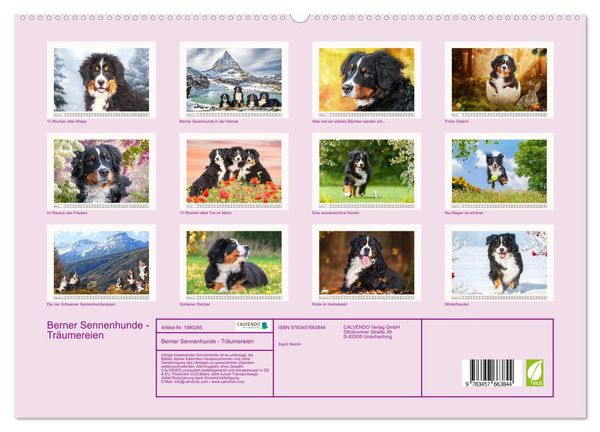Produktbild: Berner Sennenhunde - Tr&auml;umereien (hochwertiger Premium Wandkalender 2026 DIN A2 quer), Kunstdruck in Hochglanz