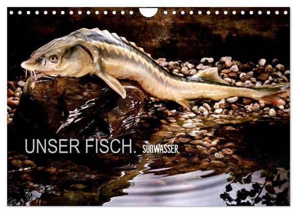 Produktbild: UNSER FISCH. S&Uuml;&szlig;WASSER. (Wandkalender 2026 DIN A4 quer), CALVENDO Monatskalender