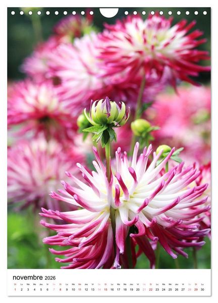 Produktbild: Des beaux dahlias (Calendrier mural 2026 DIN A4 horizontal), CALVENDO calendrier mensuel