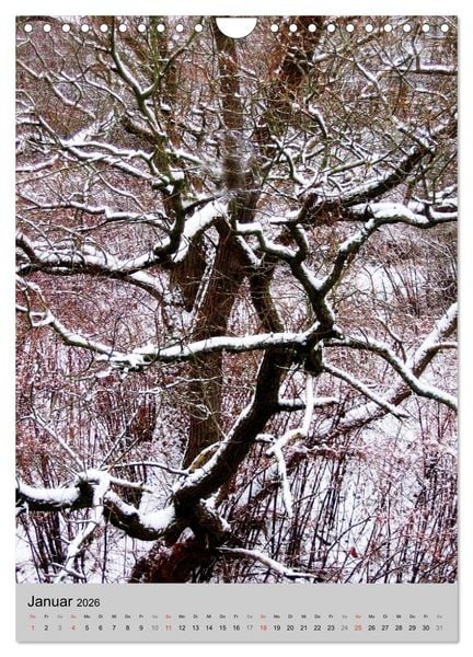 Produktbild: Faszination Baum (Wandkalender 2026 DIN A4 hoch), CALVENDO Monatskalender