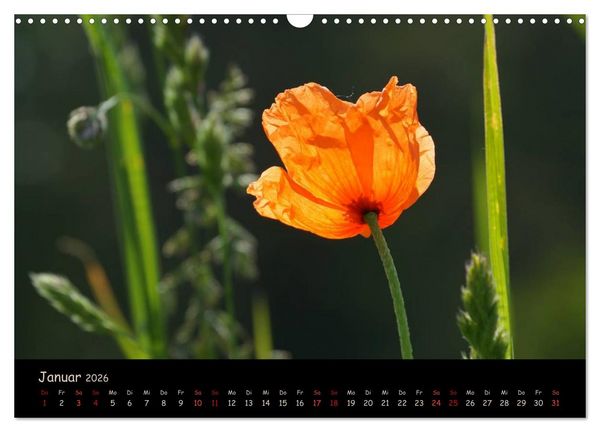 Produktbild: Just Mohn (Wandkalender 2026 DIN A3 quer), CALVENDO Monatskalender