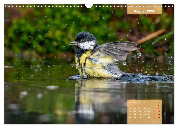 Produktbild: SINGV&Ouml;GEL - Die pr&auml;chtigen S&auml;nger in sch&ouml;nem Ambiente (Wandkalender 2026 DIN A3 quer), CALVENDO Monatskalender