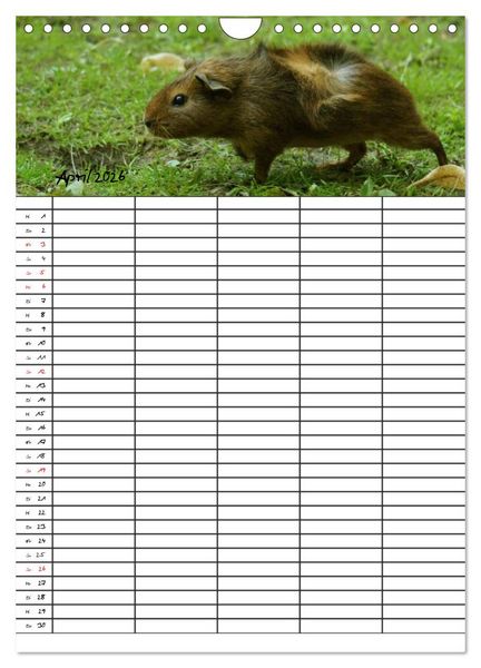 Produktbild: Meerschweinchen und Kaninchen Familienplaner (Wandkalender 2026 DIN A4 hoch), CALVENDO Monatskalender