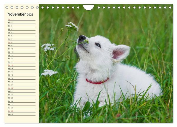 Produktbild: Wei&szlig;er Schweizer Sch&auml;ferhund - Ein Tag im Leben einer Hundefamilie (Wandkalender 2026 DIN A4 quer), CALVENDO Monatskalender
