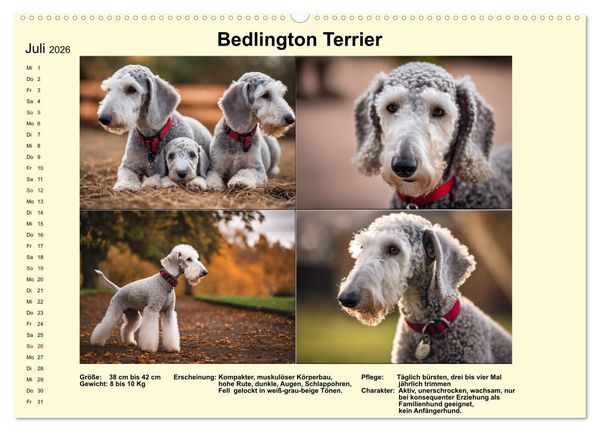 Produktbild: Terrier-Rassen im Portrait (Wandkalender 2026 DIN A2 quer), CALVENDO Monatskalender