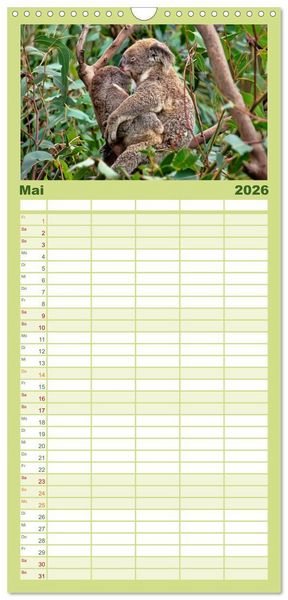 Produktbild: Familienplaner 2026 - Koala - kleiner Teddy mit 5 Spalten (Wandkalender, 21 x 45 cm) CALVENDO