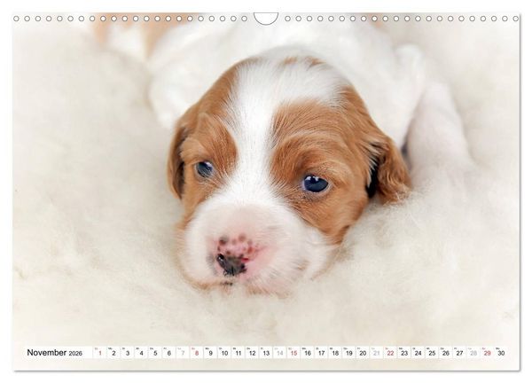 Produktbild: Irish Red and White Setter Welpen (Wandkalender 2026 DIN A3 quer), CALVENDO Monatskalender
