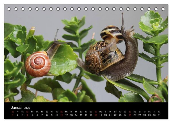 Produktbild: Lautlose Begleiter - Schnecken (Tischkalender 2026 DIN A5 quer), CALVENDO Monatskalender