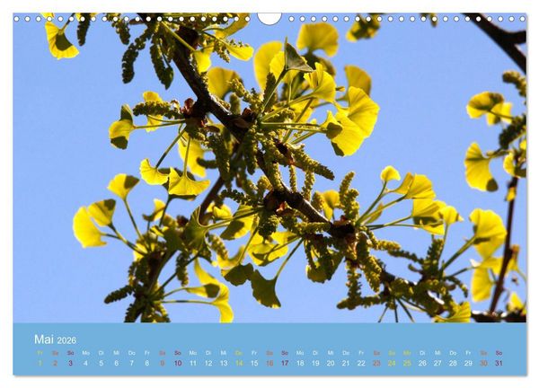 Produktbild: Geliebter Ginkgo (Wandkalender 2026 DIN A3 quer), CALVENDO Monatskalender