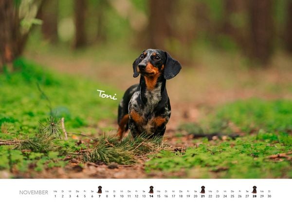 Produktbild: Dackel 2027 Wandkalender Hundekalender