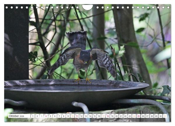 Produktbild: Sperber - Kleiner Vogel Greif (Wandkalender 2026 DIN A4 quer), CALVENDO Monatskalender