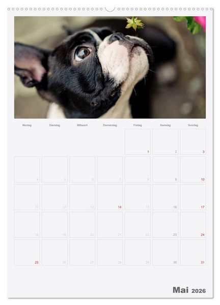 Produktbild: Boston Terrier der Hund 2026 (hochwertiger Premium Wandkalender 2026 DIN A2 hoch), Kunstdruck in Hochglanz