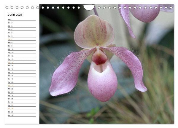 Produktbild: Prachtvolle Orchideen (Wandkalender 2026 DIN A4 quer), CALVENDO Monatskalender