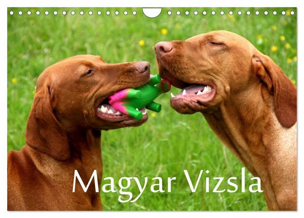 Magyar Vizsla (Wandkalender 2026 DIN A4 quer), CALVENDO Monatskalender