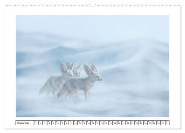 Produktbild: Fenneks - Neugierige Momente in der W&uuml;ste (hochwertiger Premium Wandkalender 2027 DIN A2 quer), Kunstdruck in Hochglanz