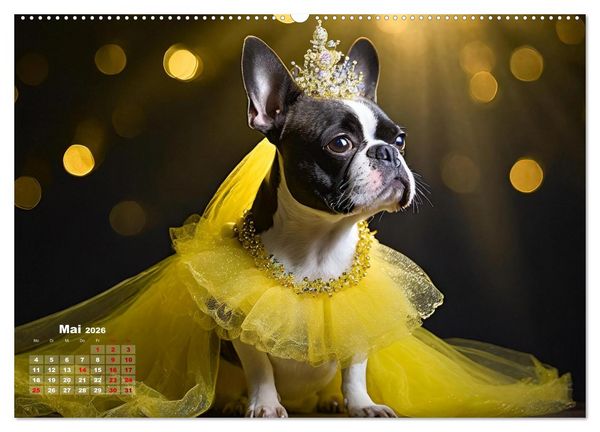Produktbild: Kleine Hunde - Gro&szlig;e Diven (Wandkalender 2026 DIN A2 quer), CALVENDO Monatskalender
