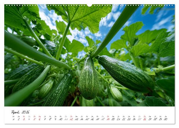 Produktbild: Gem&uuml;segarten - Gem&uuml;se aus dem eigenen Garten (Wandkalender 2026 DIN A2 quer), CALVENDO Monatskalender