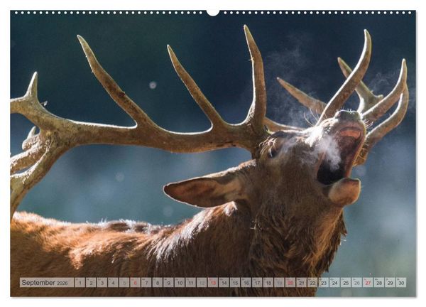 Produktbild: Emotionale Momente: Wild und Jagd. (hochwertiger Premium Wandkalender 2026 DIN A2 quer), Kunstdruck in Hochglanz