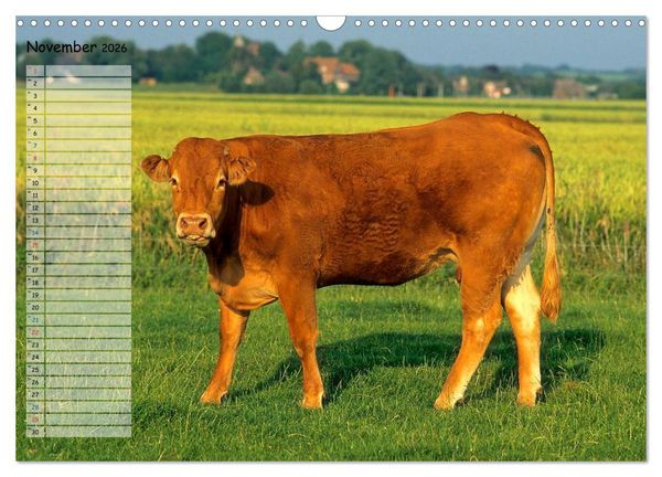 Produktbild: Rinder auf dem Lande (Wandkalender 2026 DIN A3 quer), CALVENDO Monatskalender
