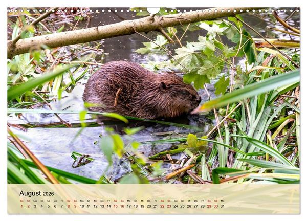 Produktbild: Wildes Stadtleben in M&uuml;nchen (Wandkalender 2026 DIN A3 quer), CALVENDO Monatskalender