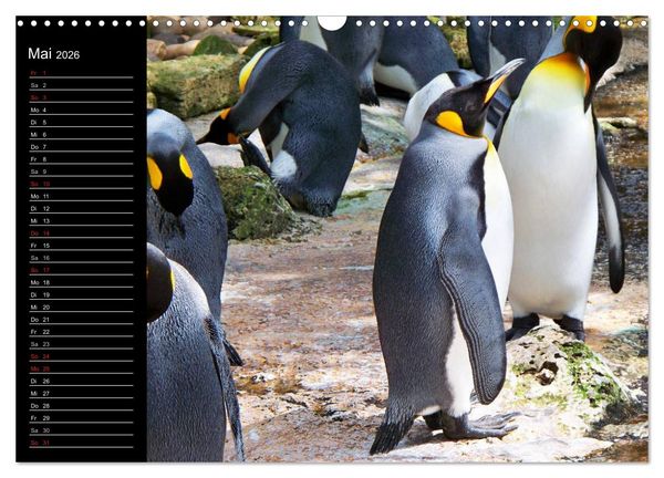 Produktbild: Pinguine - Kaiser- und K&ouml;nigspinguine (Wandkalender 2026 DIN A3 quer), CALVENDO Monatskalender