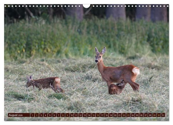 Produktbild: Zauberhafte Wesen - anmutiges Rehwild (Wandkalender 2026 DIN A3 quer), CALVENDO Monatskalender