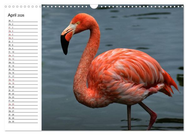 Produktbild: Elegante Flamingo (Wandkalender 2026 DIN A3 quer), CALVENDO Monatskalender