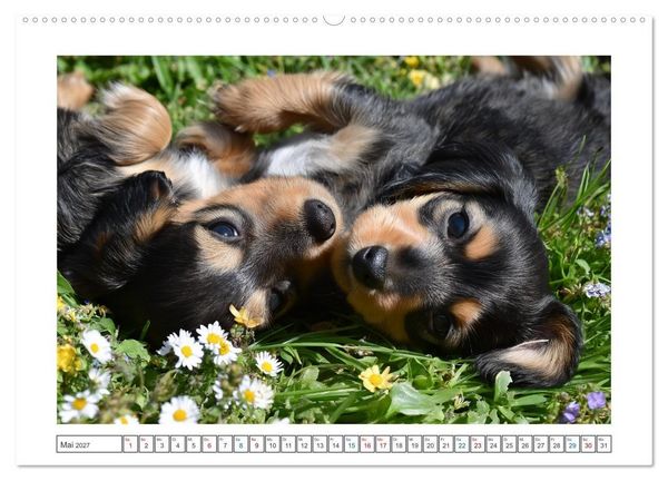 Produktbild: Kleine Beine, gro&szlig;es Gl&uuml;ck (hochwertiger Premium Wandkalender 2027 DIN A2 quer), Kunstdruck in Hochglanz