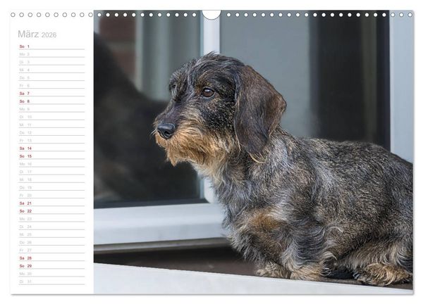 Produktbild: Rauhaardackel Motte & Friends (Wandkalender 2026 DIN A3 quer), CALVENDO Monatskalender