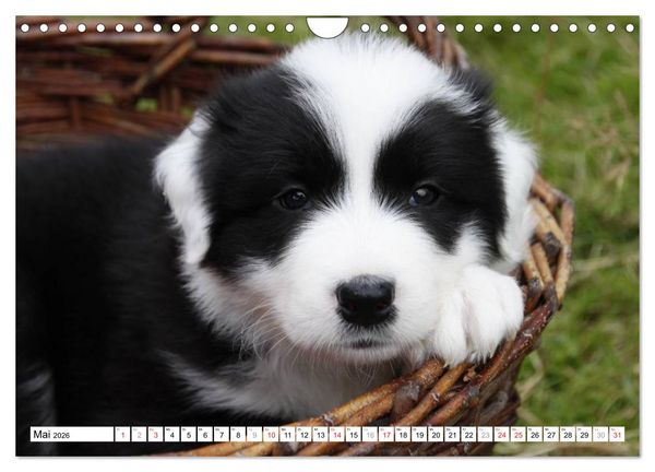 Produktbild: Border Collie Welpen (Wandkalender 2026 DIN A4 quer), CALVENDO Monatskalender