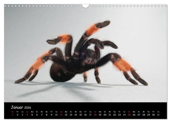 Produktbild: Mystische Vogelspinnen (Wandkalender 2026 DIN A3 quer), CALVENDO Monatskalender