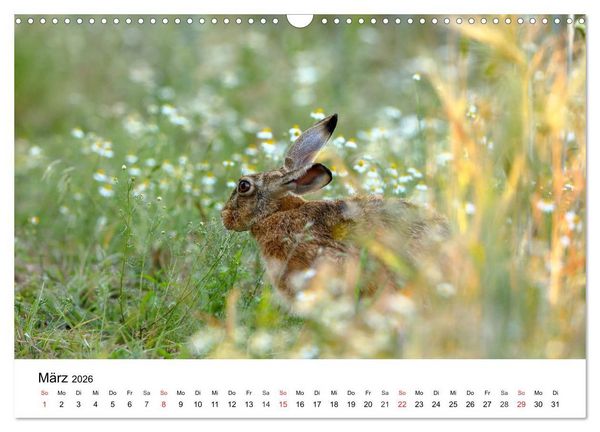 Produktbild: Wilde Tiere unserer Heimat (Wandkalender 2026 DIN A3 quer), CALVENDO Monatskalender