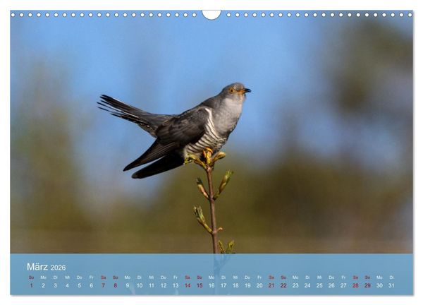 Produktbild: Kuckuck,Kuckuck,rufts aus dem Wald (Wandkalender 2026 DIN A3 quer), CALVENDO Monatskalender