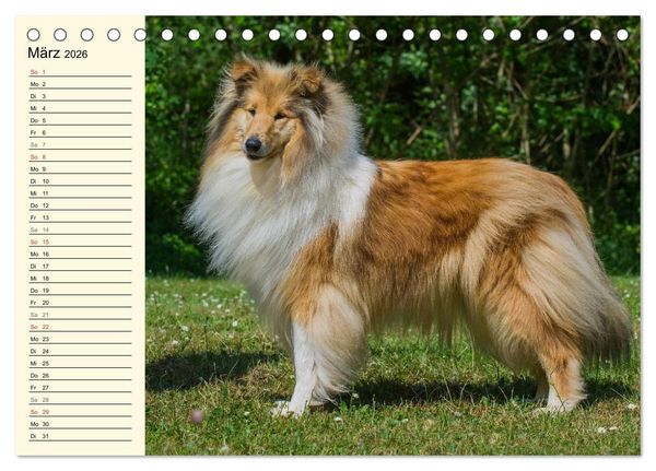 Produktbild: Collie - Mein bester Freund (Tischkalender 2026 DIN A5 quer), CALVENDO Monatskalender