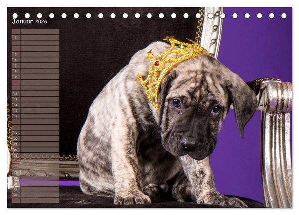 Produktbild: Dogo Canario (Tischkalender 2026 DIN A5 quer), CALVENDO Monatskalender