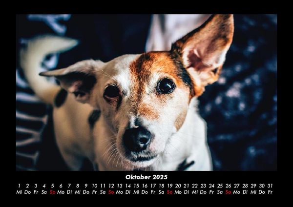 Produktbild: Der Hundekalender 2025 Fotokalender DIN A3