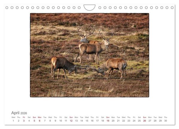 Produktbild: Wild Deer In The Highlands (Wall Calendar 2026 DIN A4 landscape), CALVENDO 12 Month Wall Calendar