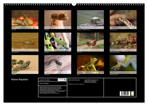 Produktbild: Kleine Reptilien (Wandkalender 2026 DIN A2 quer), CALVENDO Monatskalender