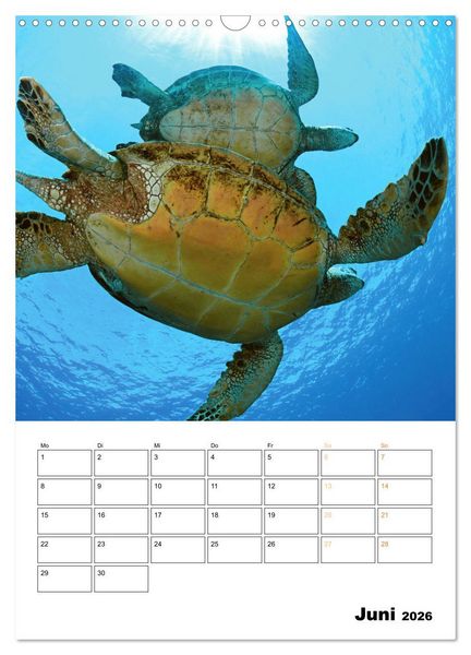 Produktbild: Wunderbare Wasserwelt der Meeresschildkr&ouml;ten (Wandkalender 2026 DIN A3 hoch), CALVENDO Monatskalender