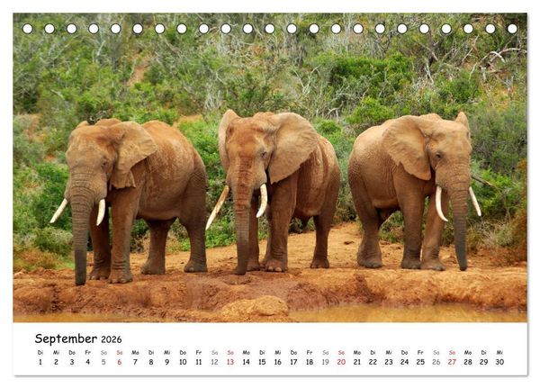 Produktbild: Afrikanische Elefanten in ADDO (Tischkalender 2026 DIN A5 quer), CALVENDO Monatskalender