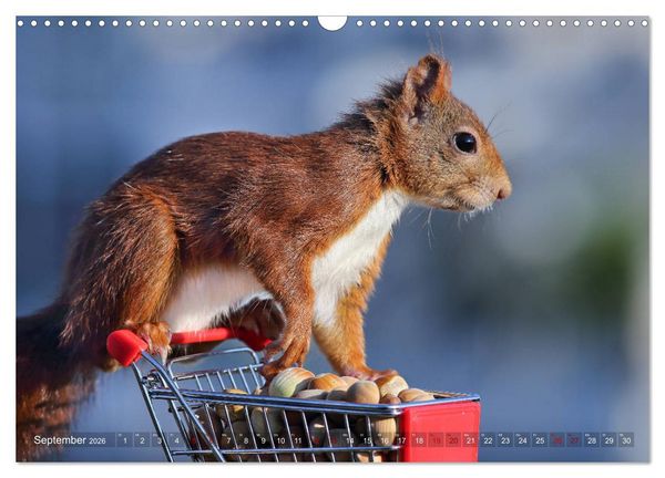 Produktbild: Eichh&ouml;rnchen Momentaufnahmen f&uuml;rs Herz (Wandkalender 2026 DIN A3 quer), CALVENDO Monatskalender