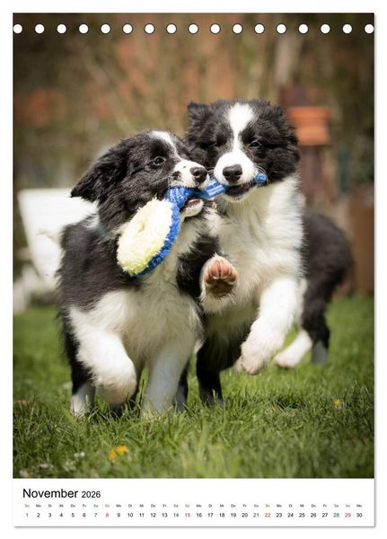 Produktbild: Border Collie Zuckerschnuten (Tischkalender 2026 DIN A5 hoch), CALVENDO Monatskalender