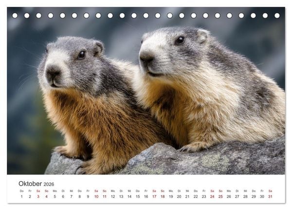 Produktbild: Alpenpl&uuml;sch - Mit Murmeltieren durchs Jahr (Tischkalender 2026 DIN A5 quer), CALVENDO Monatskalender