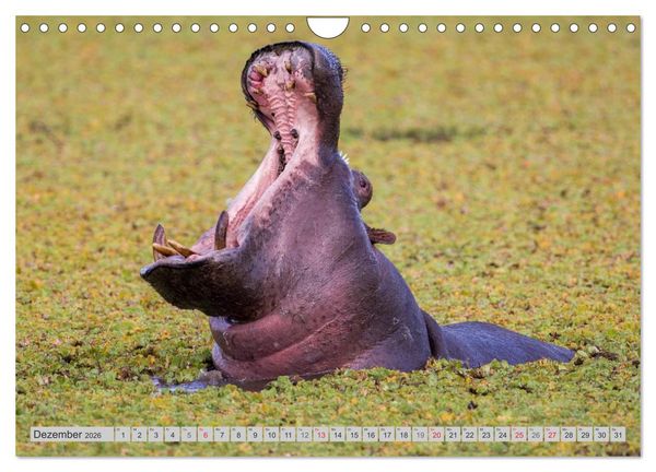 Produktbild: Emotionale Momente. Happy Hippo / CH-Version (Wandkalender 2026 DIN A4 quer), CALVENDO Monatskalender