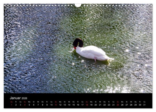 Produktbild: Welt der Tiere (Wandkalender 2026 DIN A3 quer), CALVENDO Monatskalender