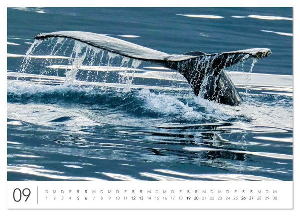 Produktbild: Magisches Island (Wandkalender 2026 DIN A4 quer), CALVENDO Monatskalender