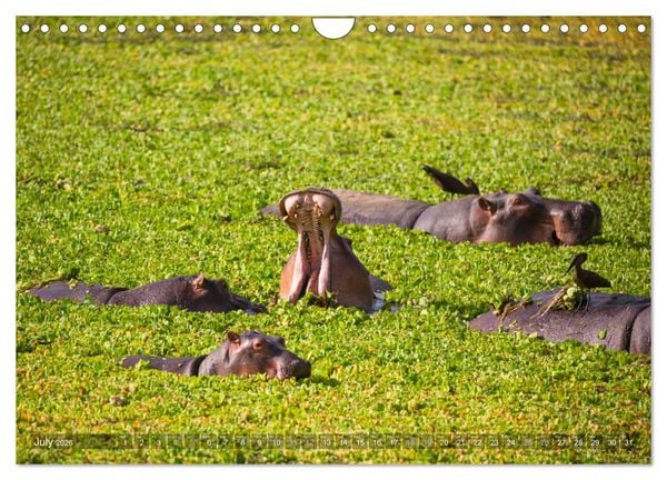 Produktbild: Zambia (Wall Calendar 2026 DIN A4 landscape), CALVENDO 12 Month Wall Calendar