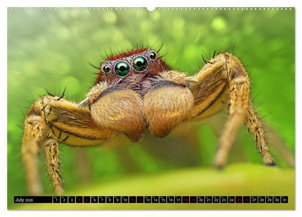 Produktbild: Jumping Spiders (High Quality Premium Wall Calendar 2026 DIN A2 landscape),CALVENDO 12 Month Wall Calendar