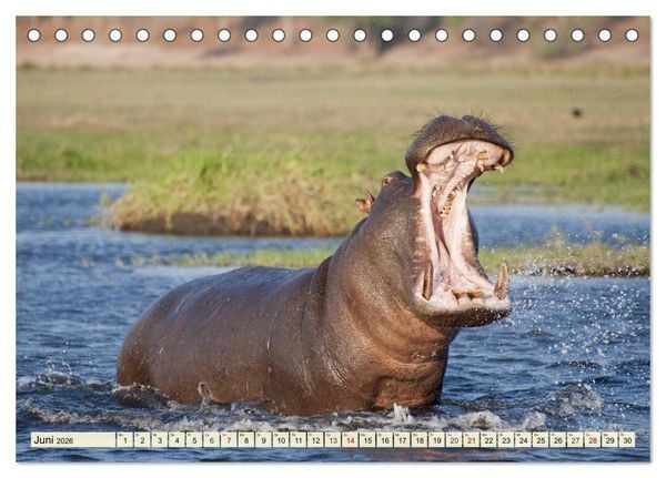 Produktbild: Afrika. Botswanas wundervolle Tierwelt (Tischkalender 2026 DIN A5 quer), CALVENDO Monatskalender